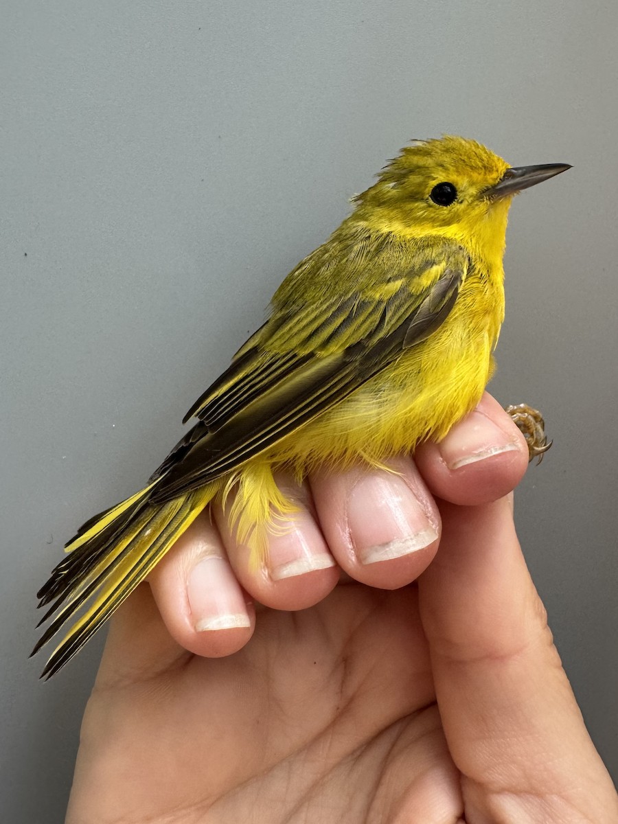 Yellow Warbler (Northern) - ML638756504