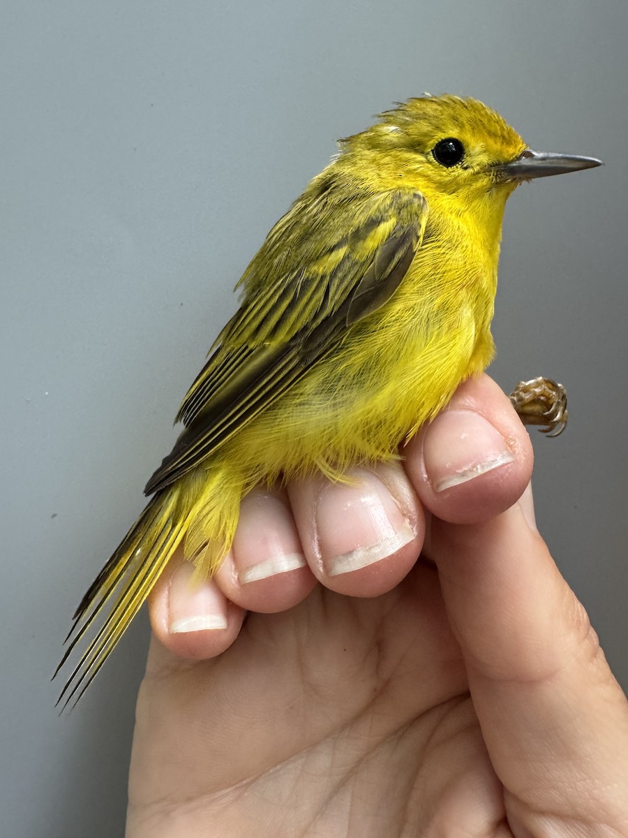 Yellow Warbler (Northern) - ML638756505