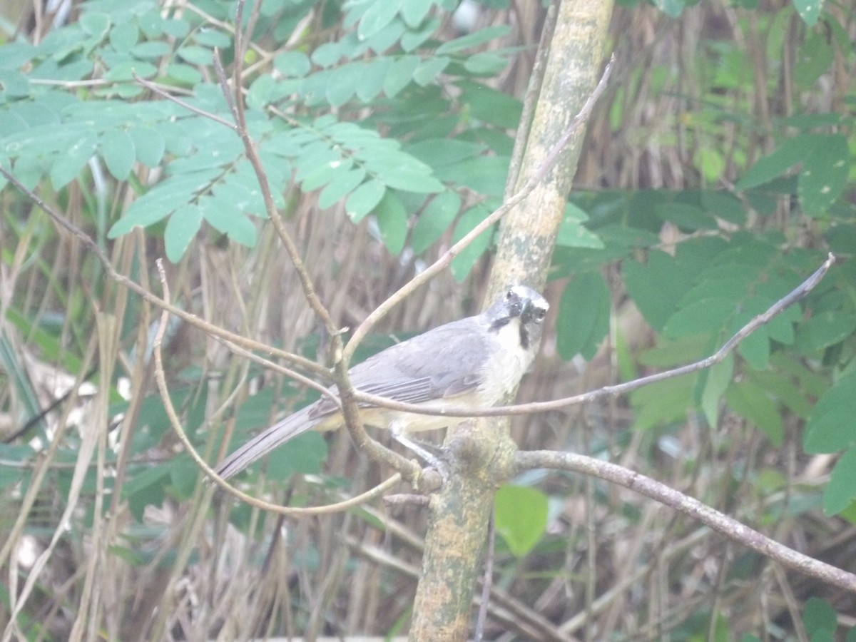 Olive-gray Saltator - ML638756509