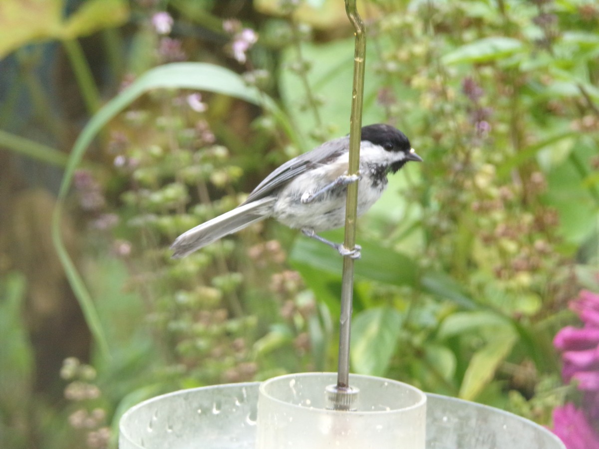Carolina Chickadee - ML638756519