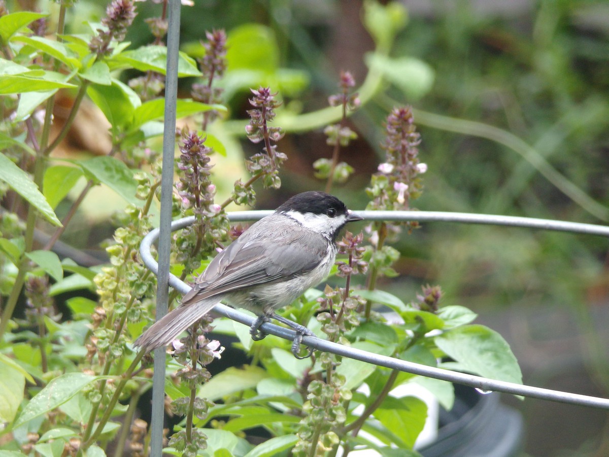 Carolina Chickadee - ML638756520