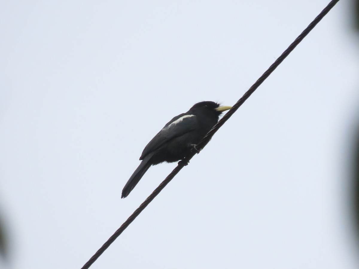 Yellow-billed Nunbird - ML638756524