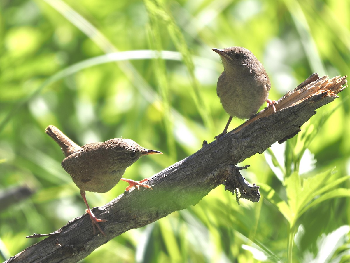 Northern House Wren - ML638756535