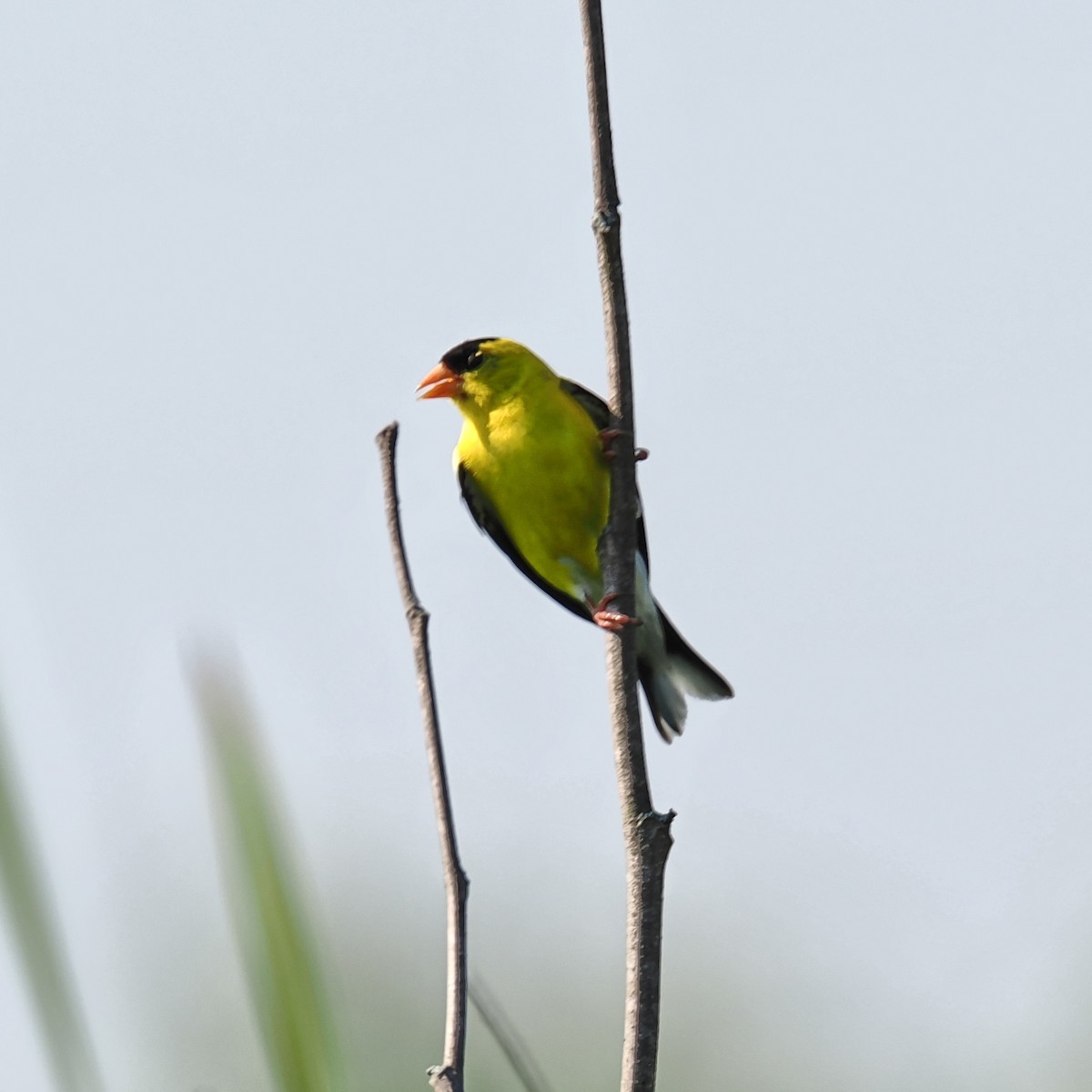 American Goldfinch - ML638756540