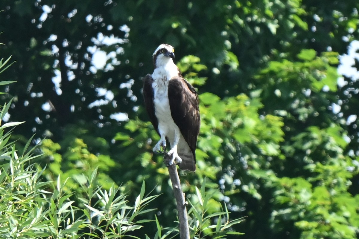 魚鷹 - ML638756601