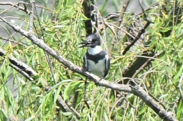 Belted Kingfisher - ML638756604