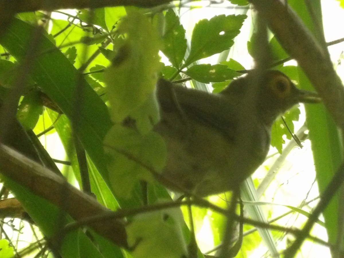 Spectacled Thrush - ML638756606