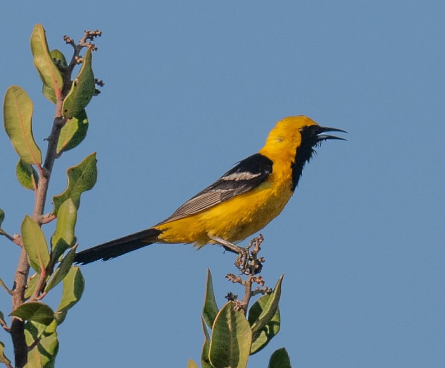 Hooded Oriole - ML638756608