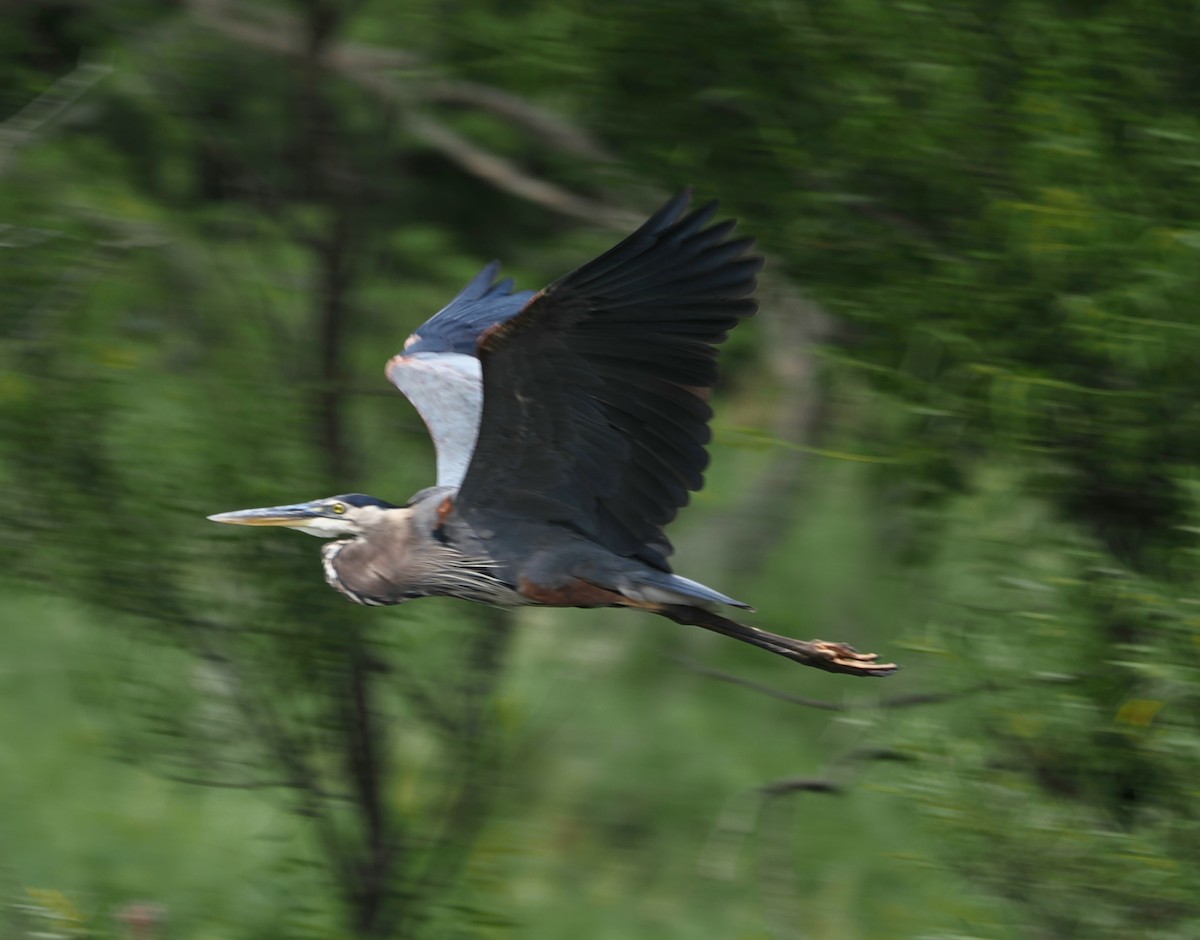 Great Blue Heron - ML638756619