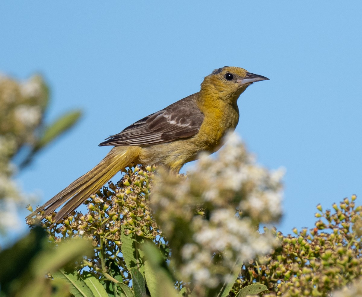 Hooded Oriole - ML638756623