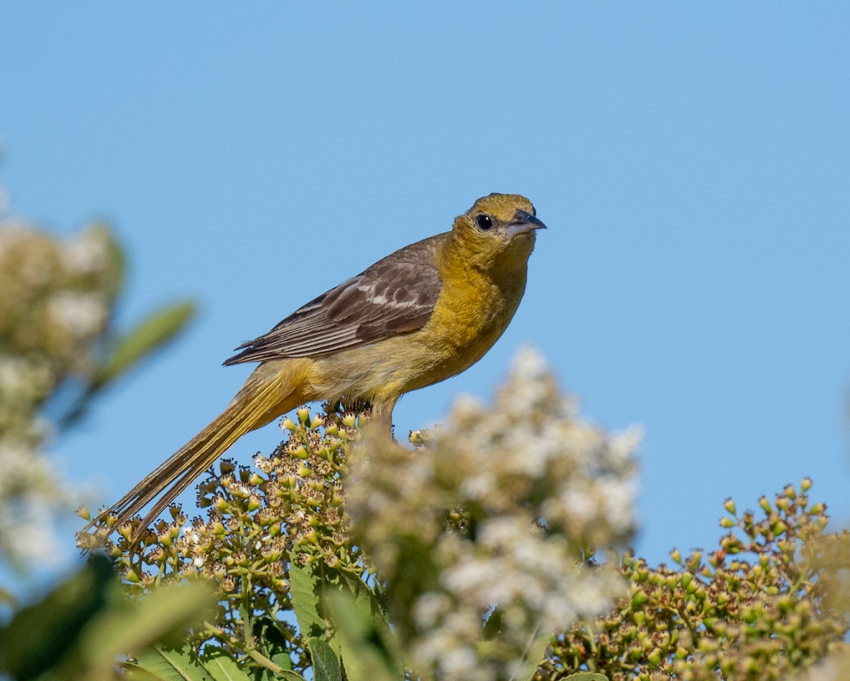 Hooded Oriole - ML638756624