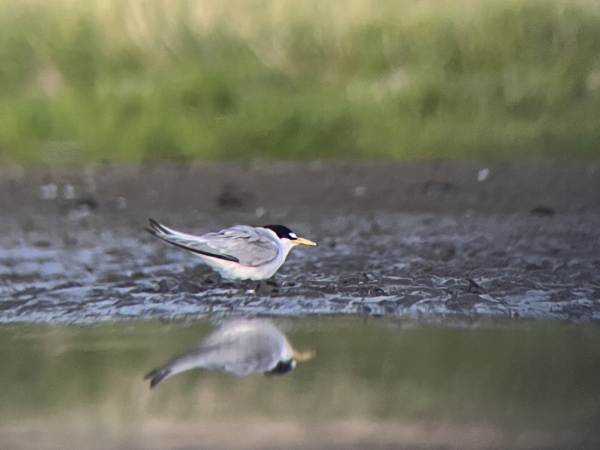 Least Tern - ML638756666