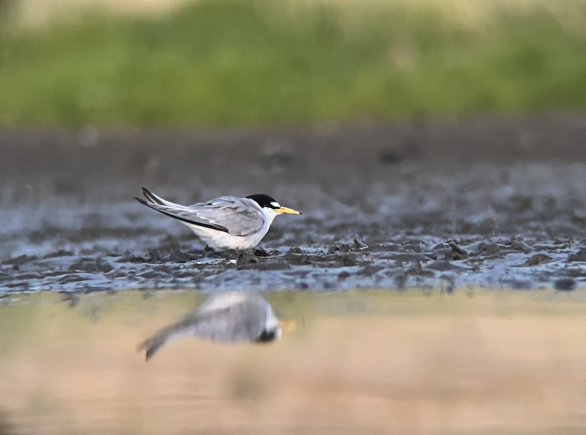 Least Tern - ML638756667