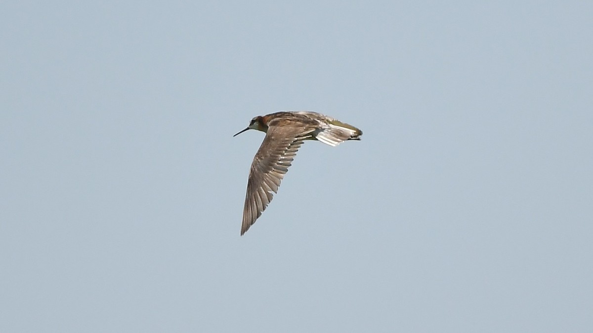 Phalarope de Wilson - ML638756674