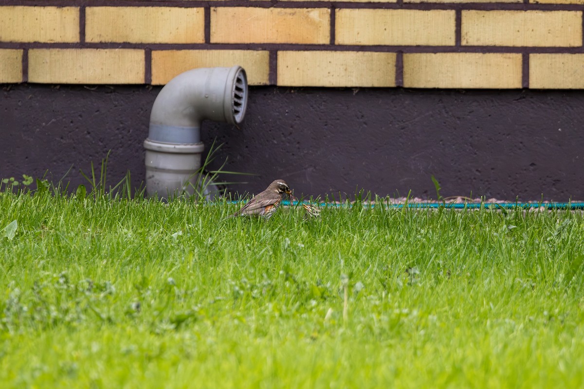 Grive mauvis (iliacus) - ML638756675