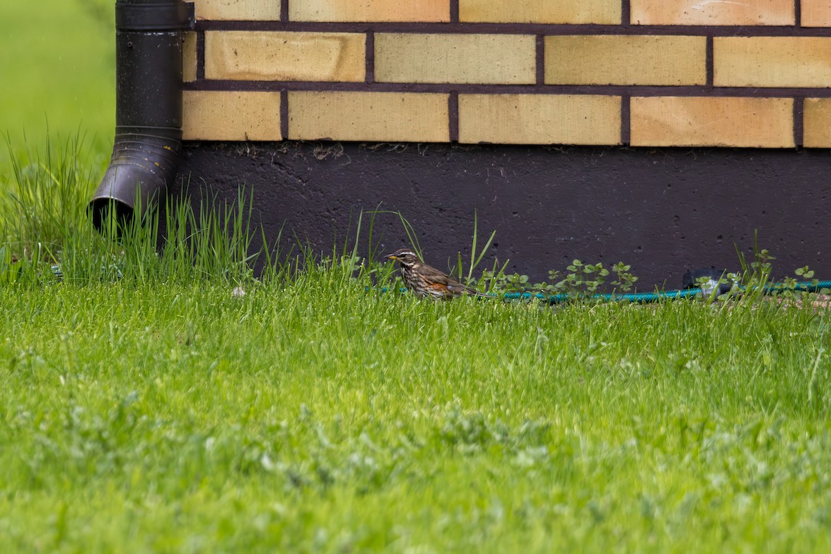 Grive mauvis (iliacus) - ML638756681