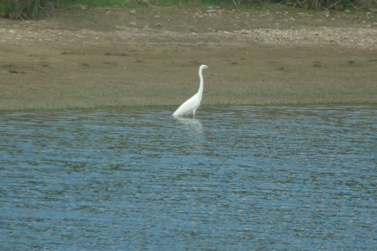 Grande Aigrette - ML638756686