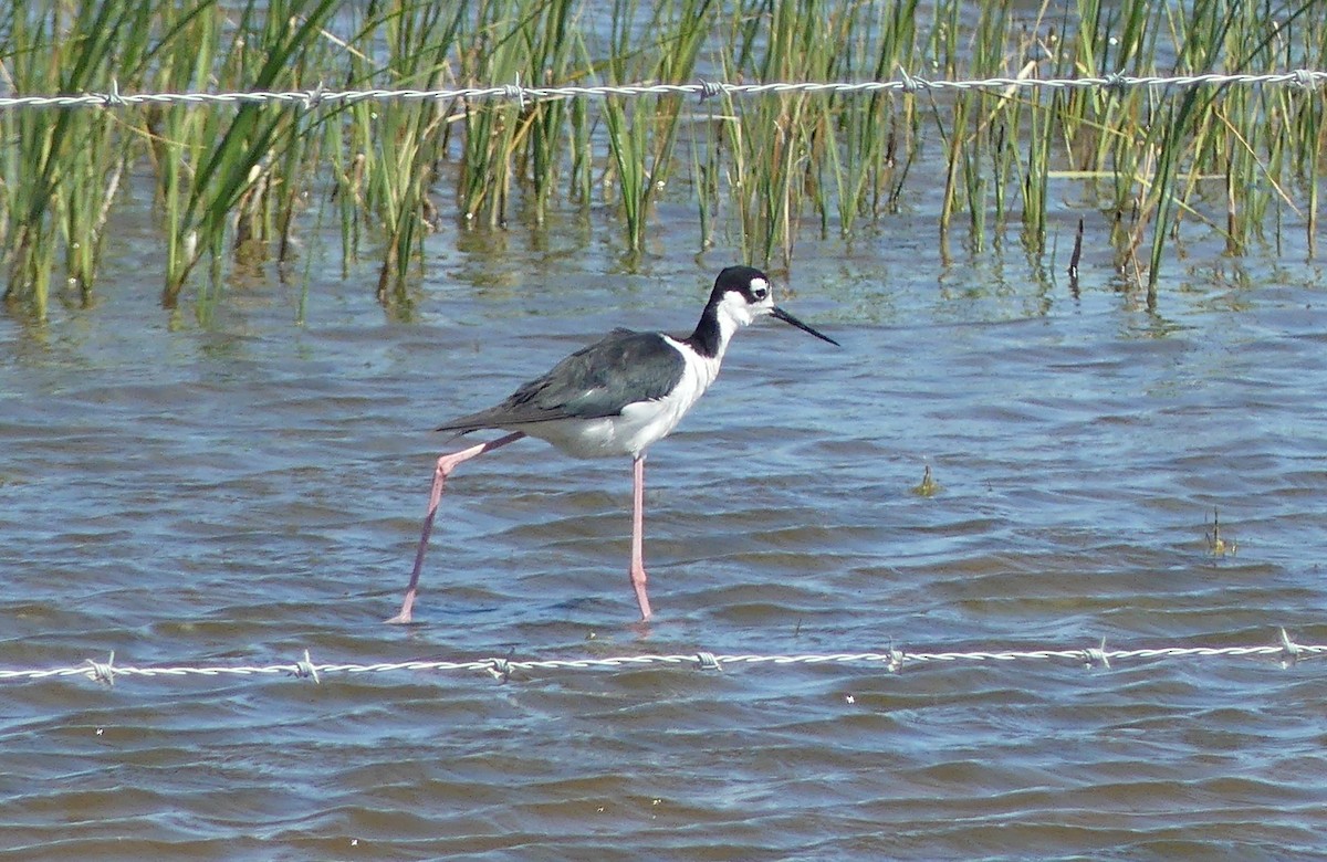 Échasse d'Amérique - ML638756695