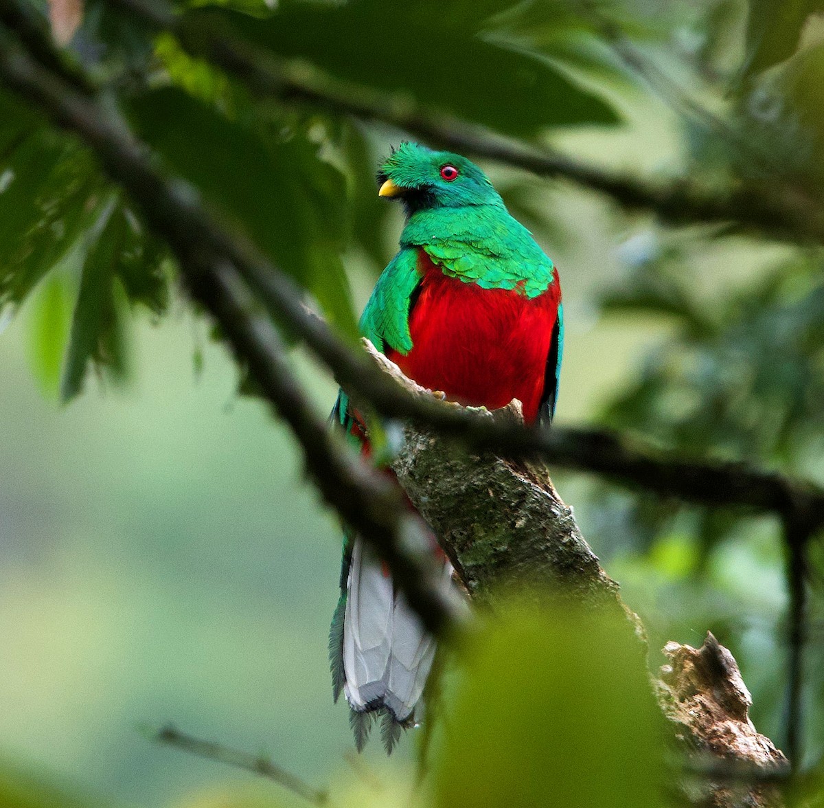 Crested Quetzal - ML638756703