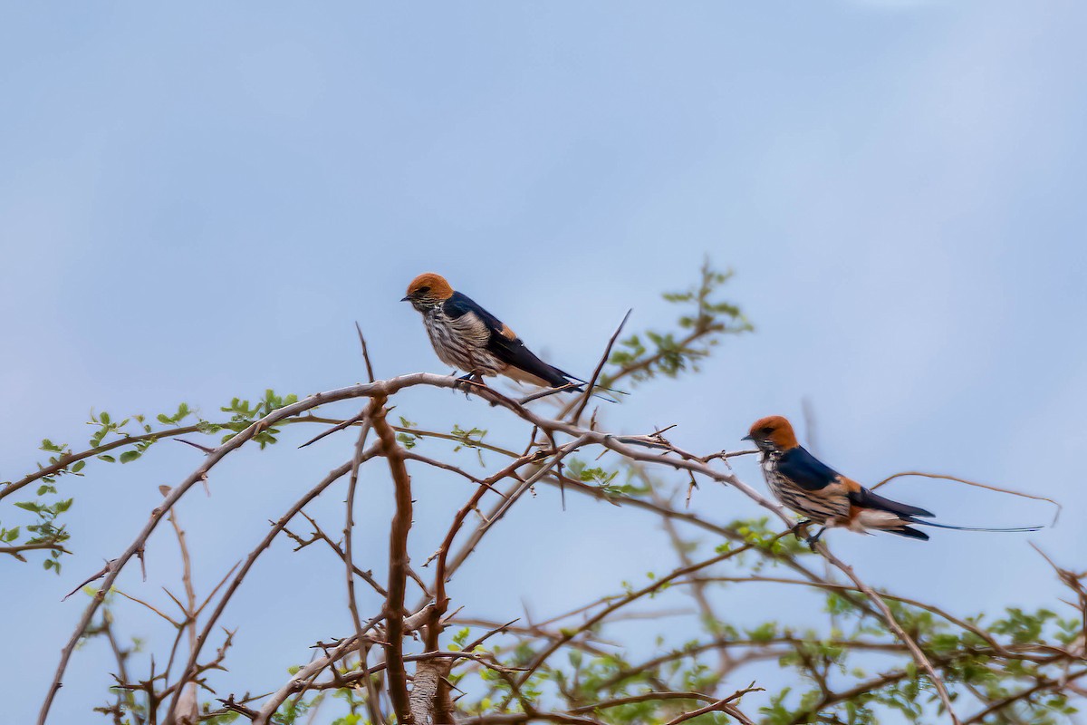Lesser Striped Swallow - ML638756723