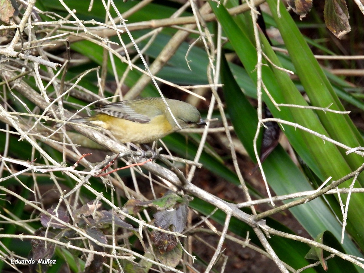 Blue-and-yellow Tanager - ML638756726