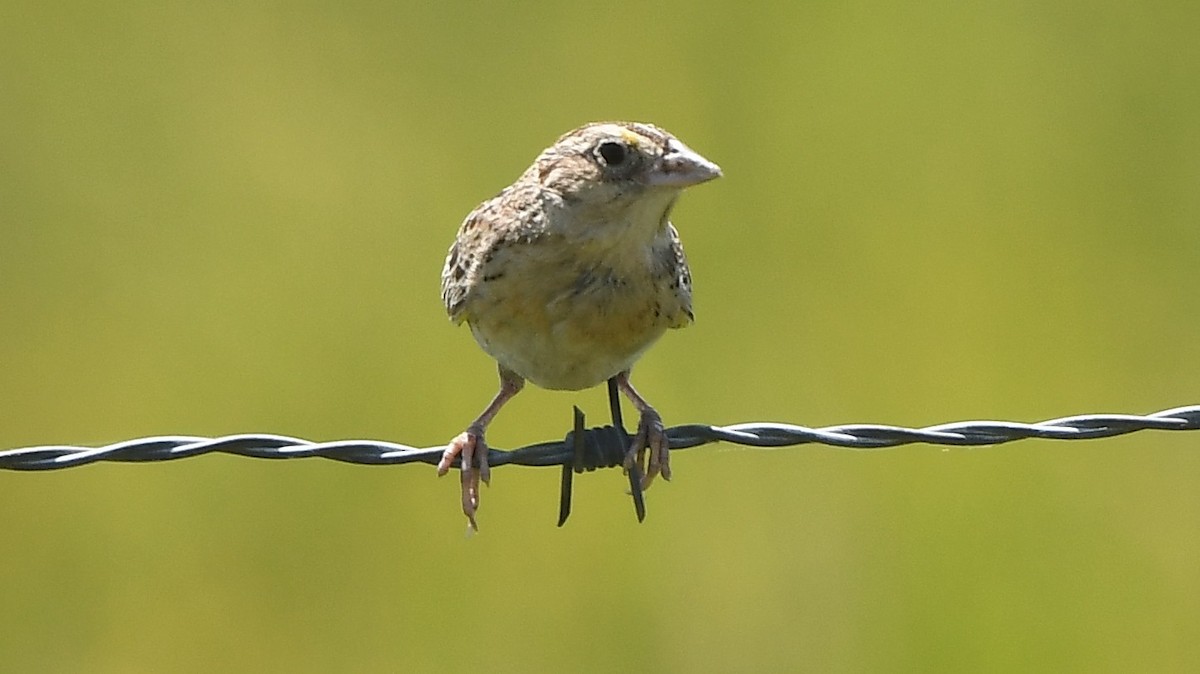 Chingolo Saltamontes - ML638756771