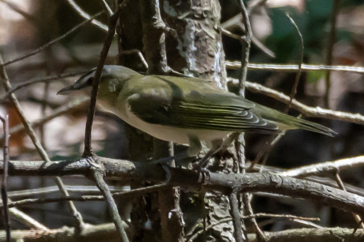 Vireo Ojirrojo - ML638756779