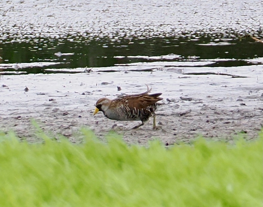 カオグロクイナ - ML638756814