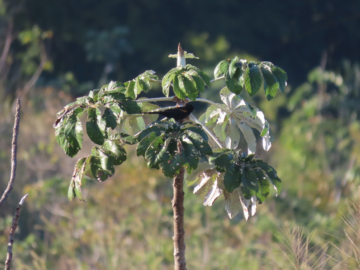 Variable Oriole - ML638756850