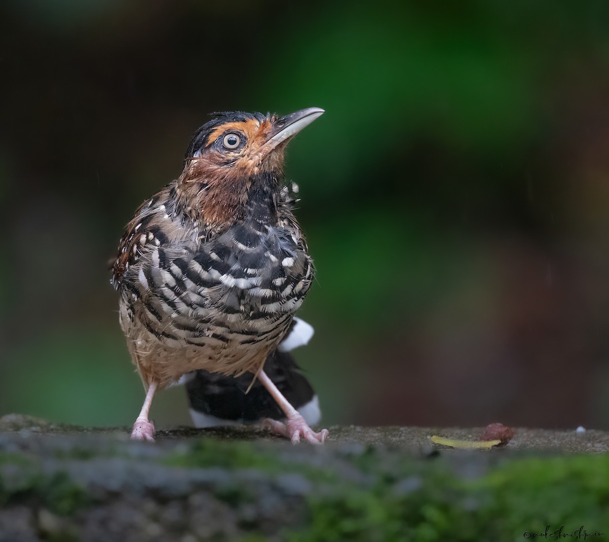 Spotted Laughingthrush - ML638756852