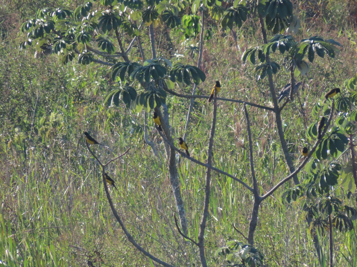 Yellow-rumped Marshbird - ML638756854