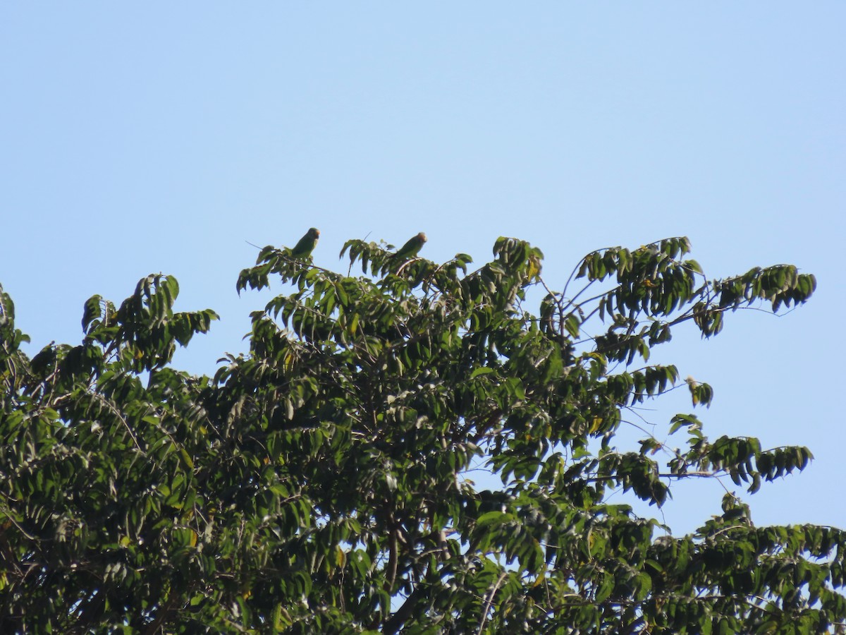 Peach-fronted Parakeet - ML638756868