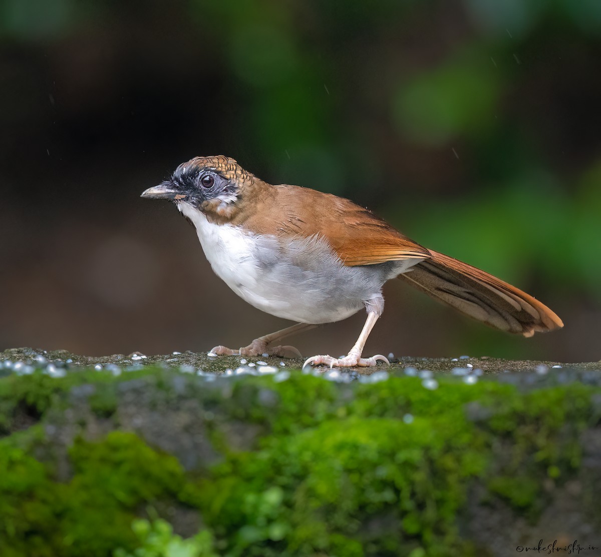 Gray-sided Laughingthrush - ML638756885