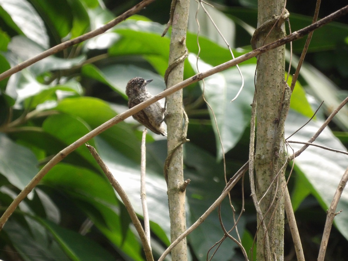 Scaled Piculet (Scaled) - ML638756902
