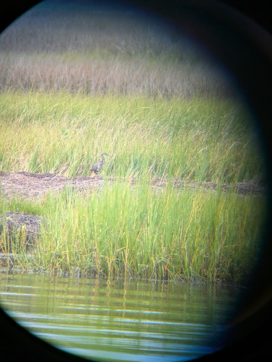 Clapper Rail - ML638756904