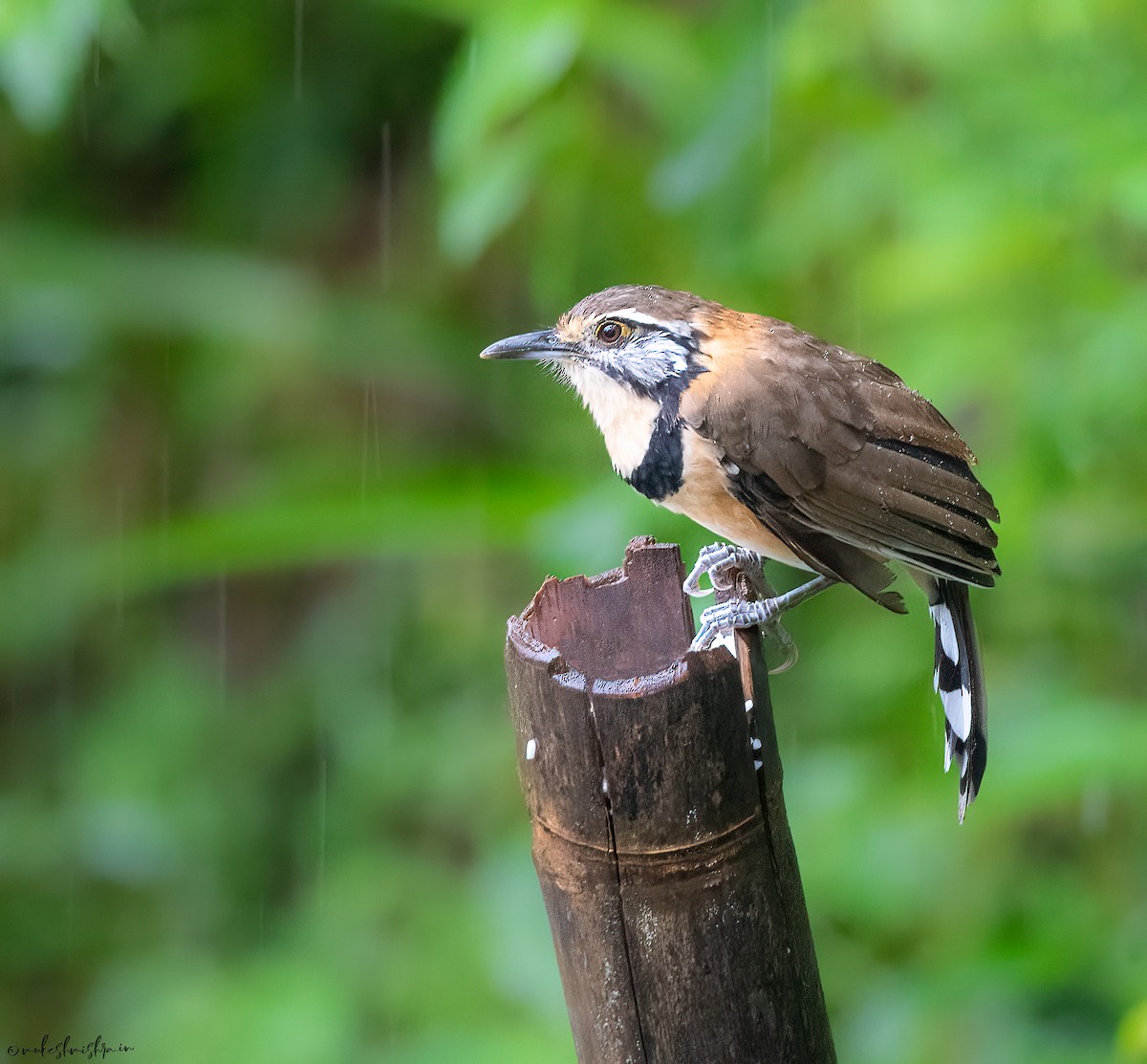Greater Necklaced Laughingthrush - ML638756909