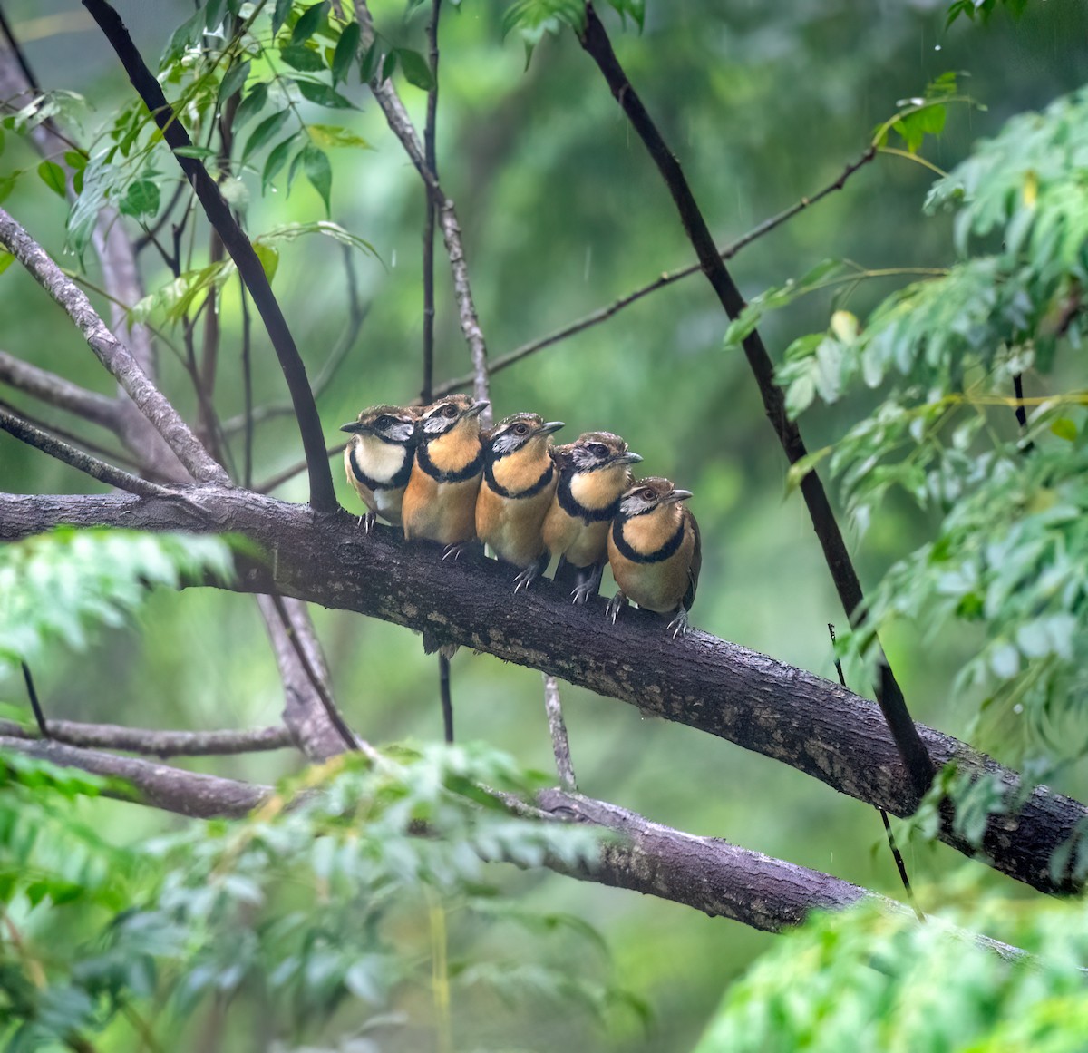 Greater Necklaced Laughingthrush - ML638756910