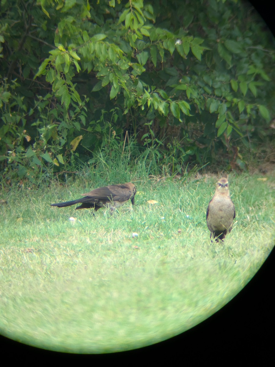 Boat-tailed Grackle - ML638756911