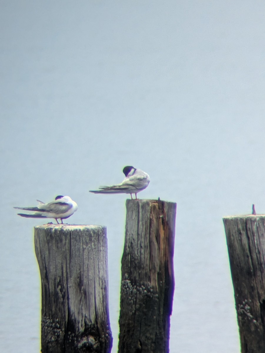 Common Tern - ML638756925