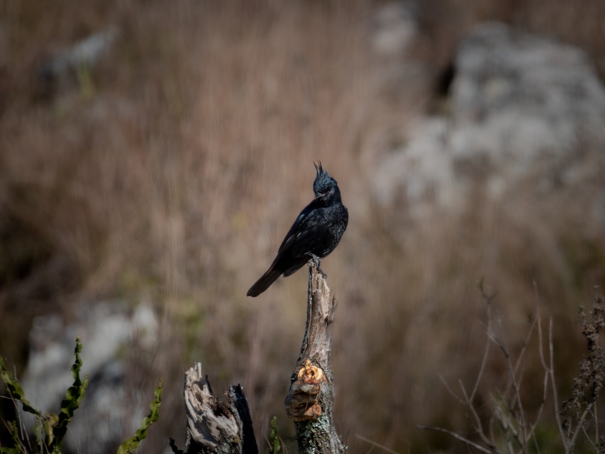 Crested Black-Tyrant - ML638756928