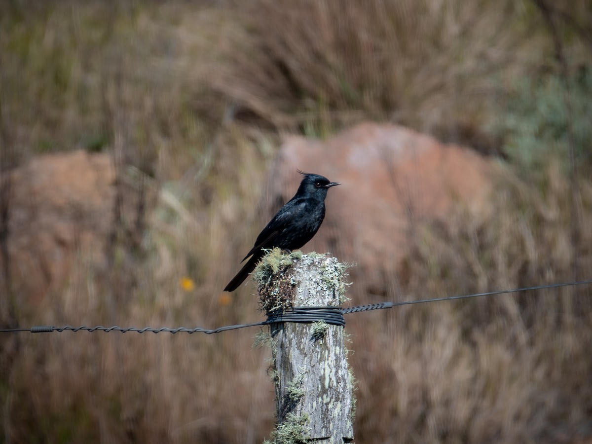 Crested Black-Tyrant - ML638756929