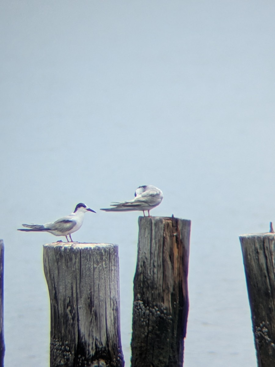 Common Tern - ML638756943