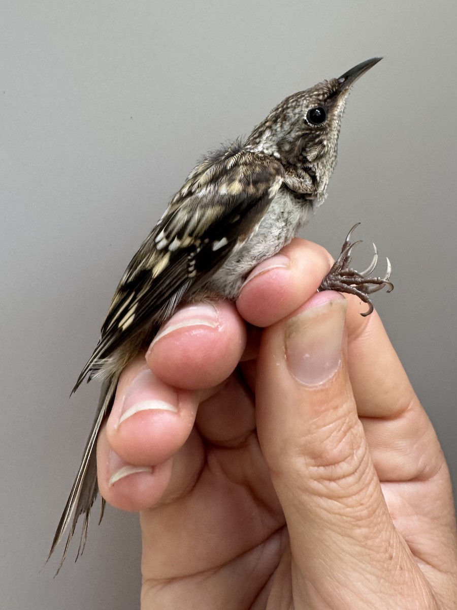 Brown Creeper - ML638756948