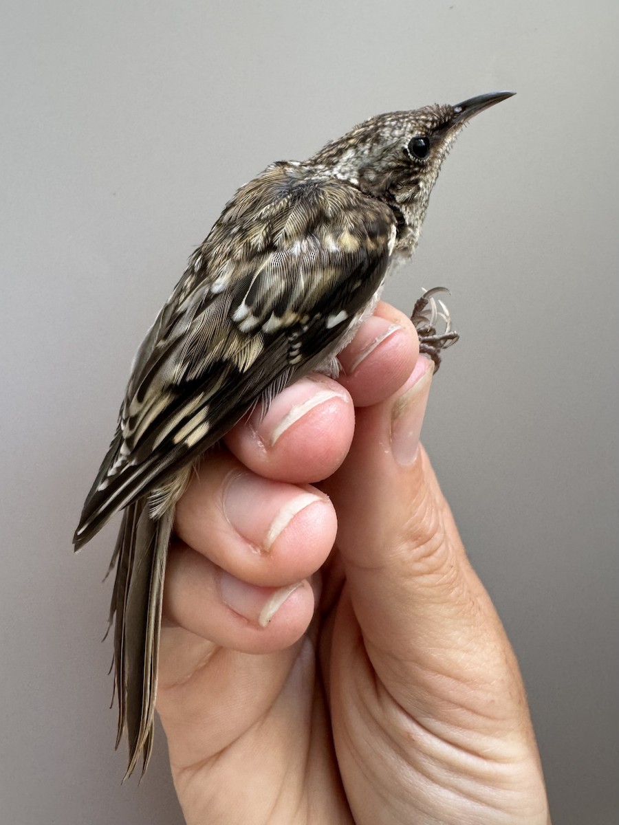 Brown Creeper - ML638756950