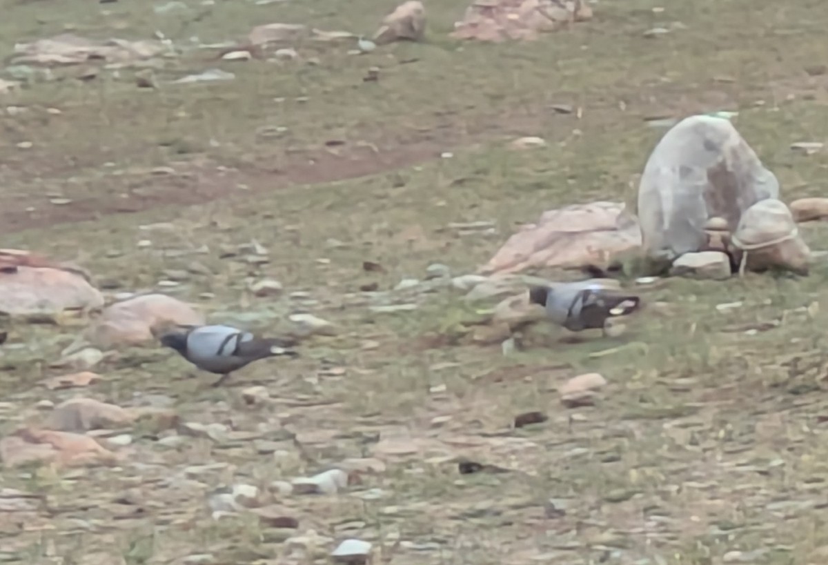 Rock Pigeon (Feral Pigeon) - ML638756954