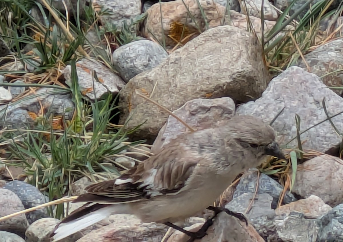 Black-winged Snowfinch - ML638756968