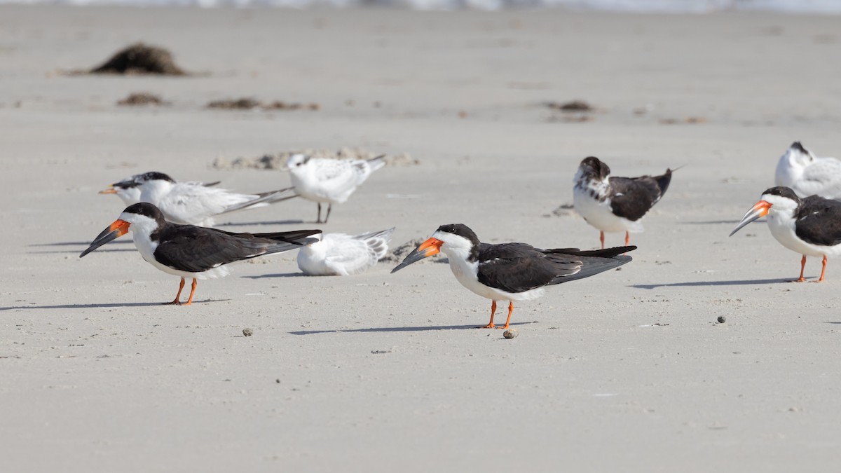 Black Skimmer - ML638756975