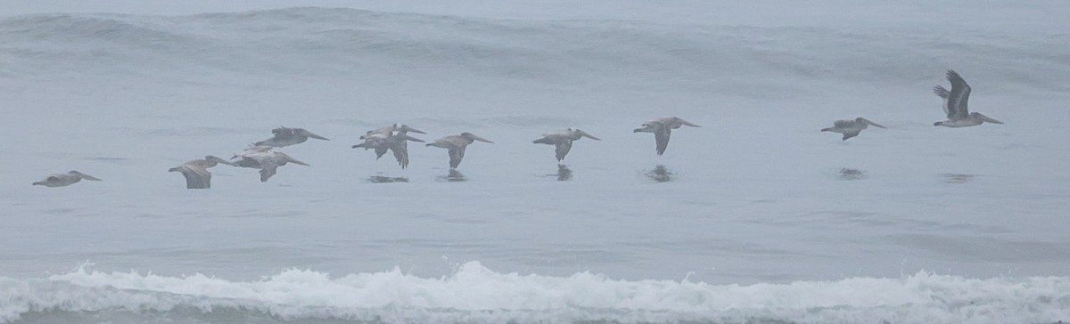 Brown Pelican - ML638756988