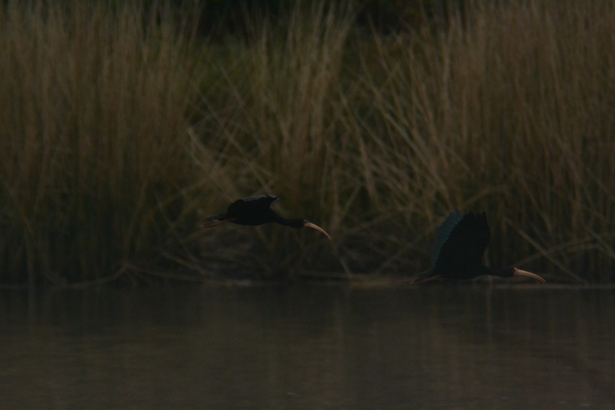 Bare-faced Ibis - ML638756992