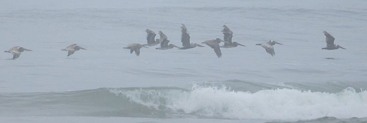Brown Pelican - ML638756993